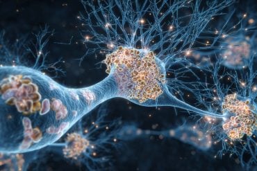 This shows neurons.