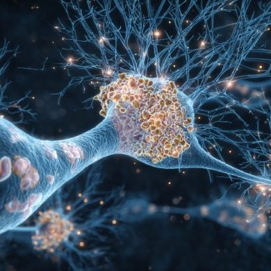 This shows neurons.