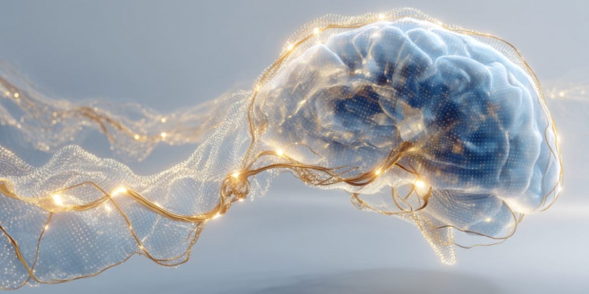 This shows a brain.