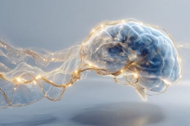 This shows a brain.
