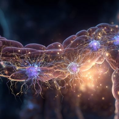 This shows an intestine and neurons.