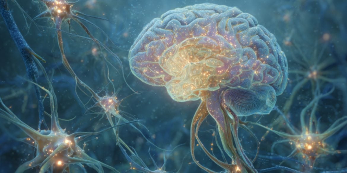 This shows a brain and neurons.