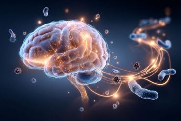 This shows a brain.