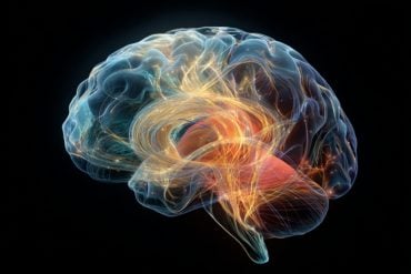 This shows a brain.