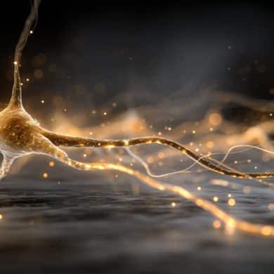 This shows a neuron.