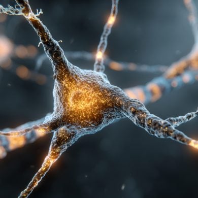 This shows neurons.