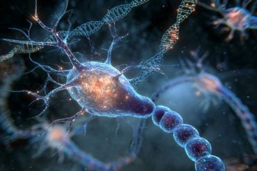 This shows neurons and DNA.