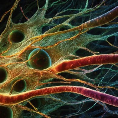 This shows neurons in the retina.