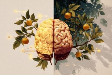 This shows a brain surrounded by fruits.