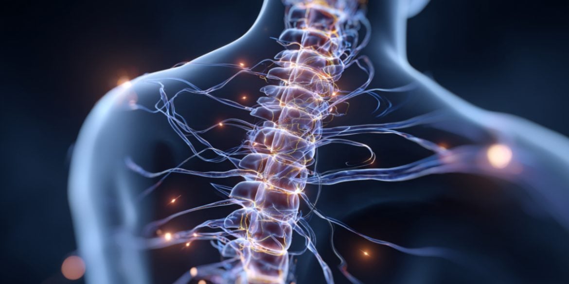 This shows a spinal cord.