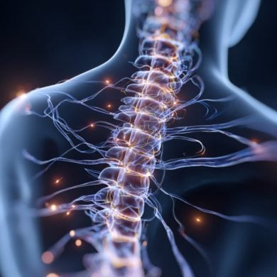 This shows a spinal cord.