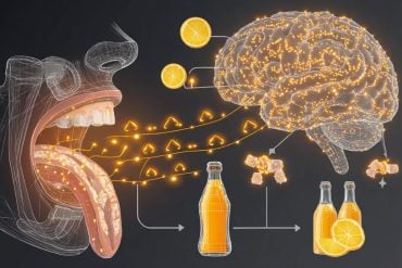 This shows a brain, a tongue and lemons.