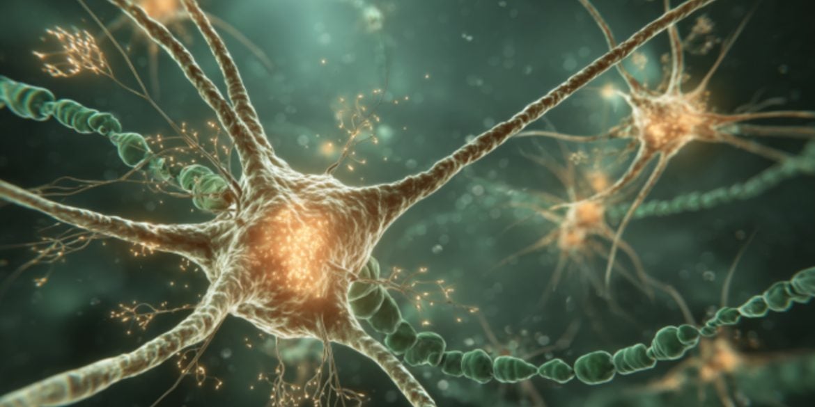 This shows neurons.