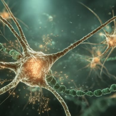This shows neurons.