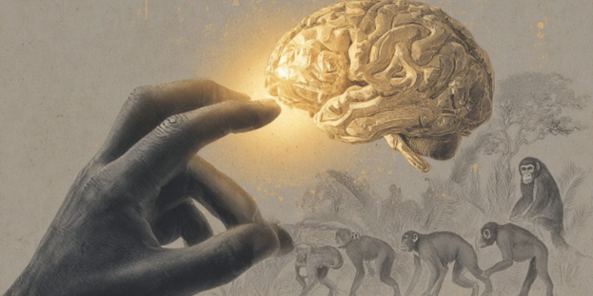 This shows a hand reaching to grab a brain. Under the brain are primates, referencing the evolutionary benefit of longer thumbs.