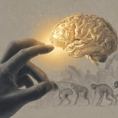 This shows a hand reaching to grab a brain. Under the brain are primates, referencing the evolutionary benefit of longer thumbs.