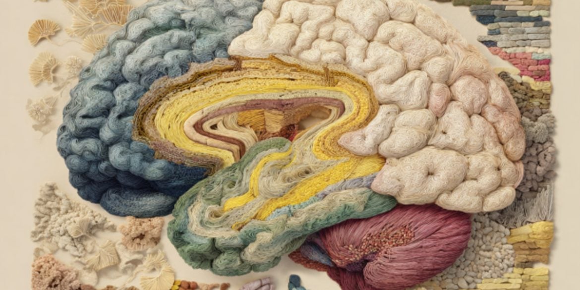 This shows a brain with the cerebral cortex highlighted.