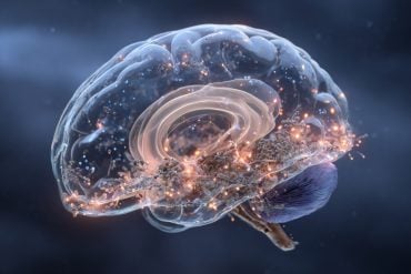 This shows a brain.