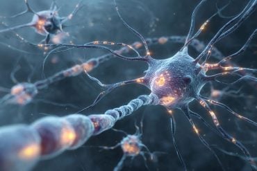 This shows neurons.