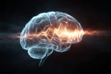 This shows a brain.