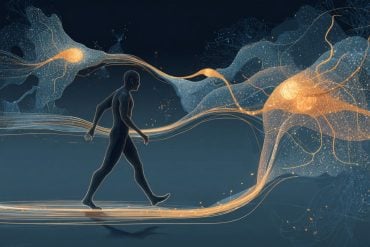 This shows a person walking and neurons.