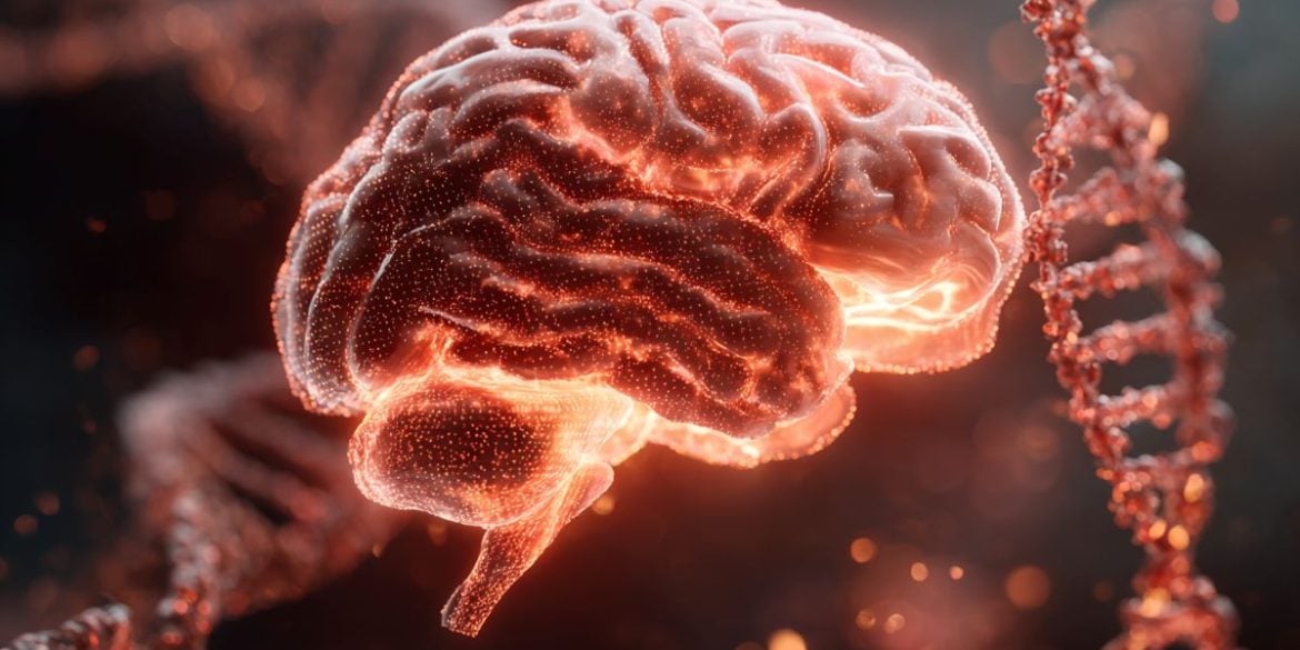 This shows a brain.