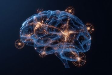 This shows a brain.