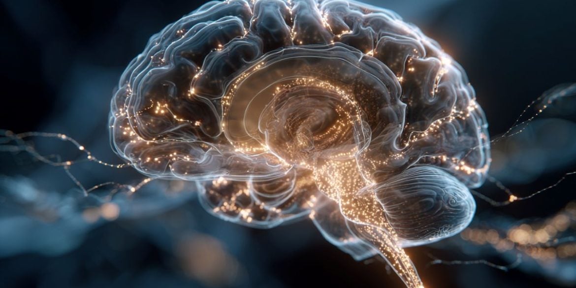 This shows a brain.