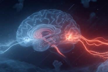 This shows a brain.