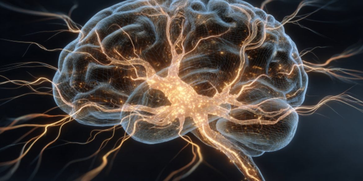 This shows a brain.