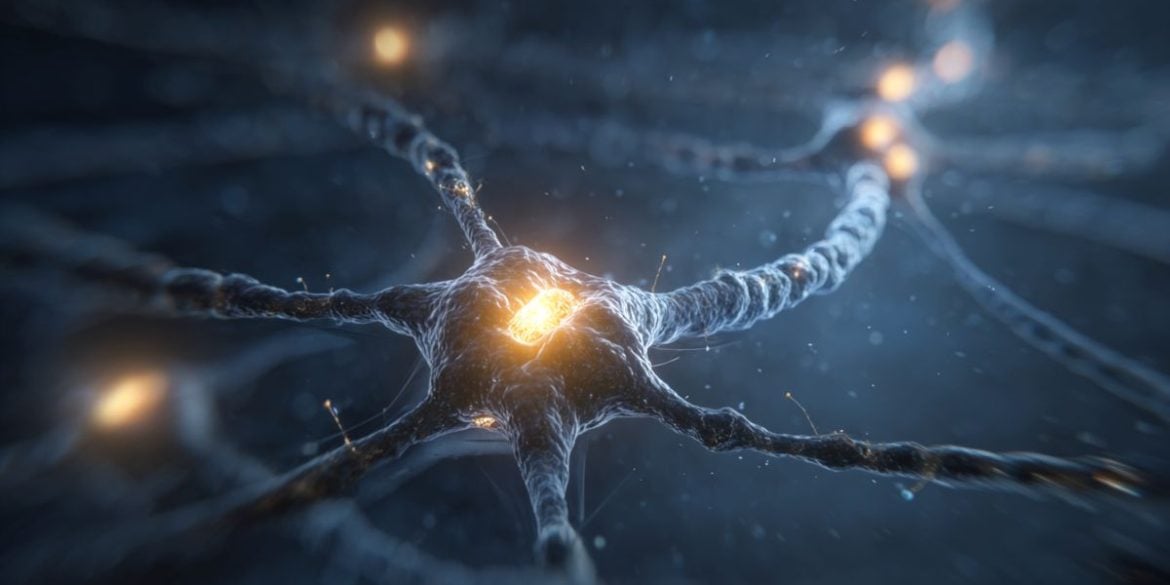 This shows neurons.
