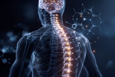 This shows a spine.