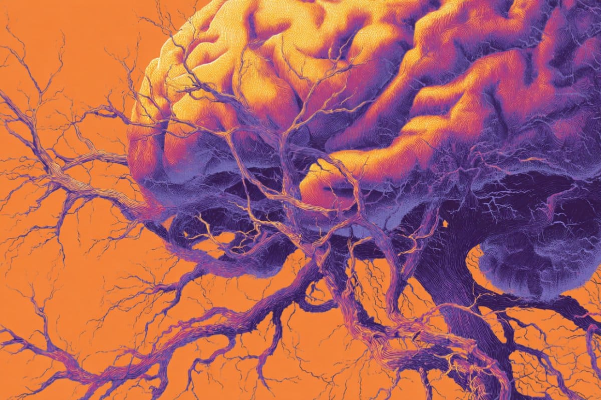 This shows a brain.