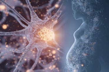 This shows a neuron and pregnant woman.