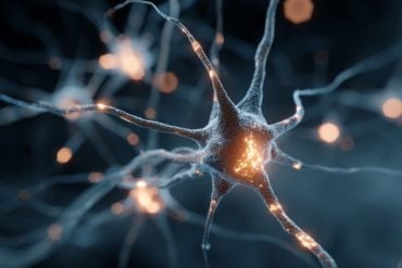 This shows a neuron.