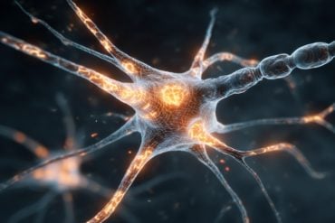 This shows a neuron.