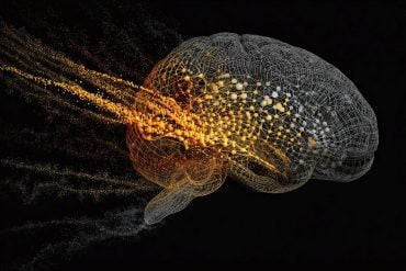 This shows a brain.