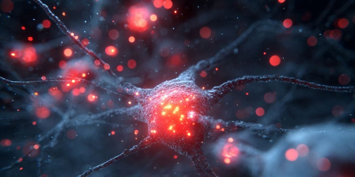 This shows neurons.