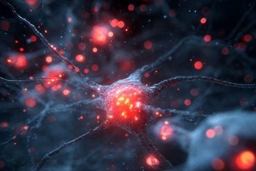 This shows neurons.