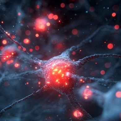 This shows neurons.