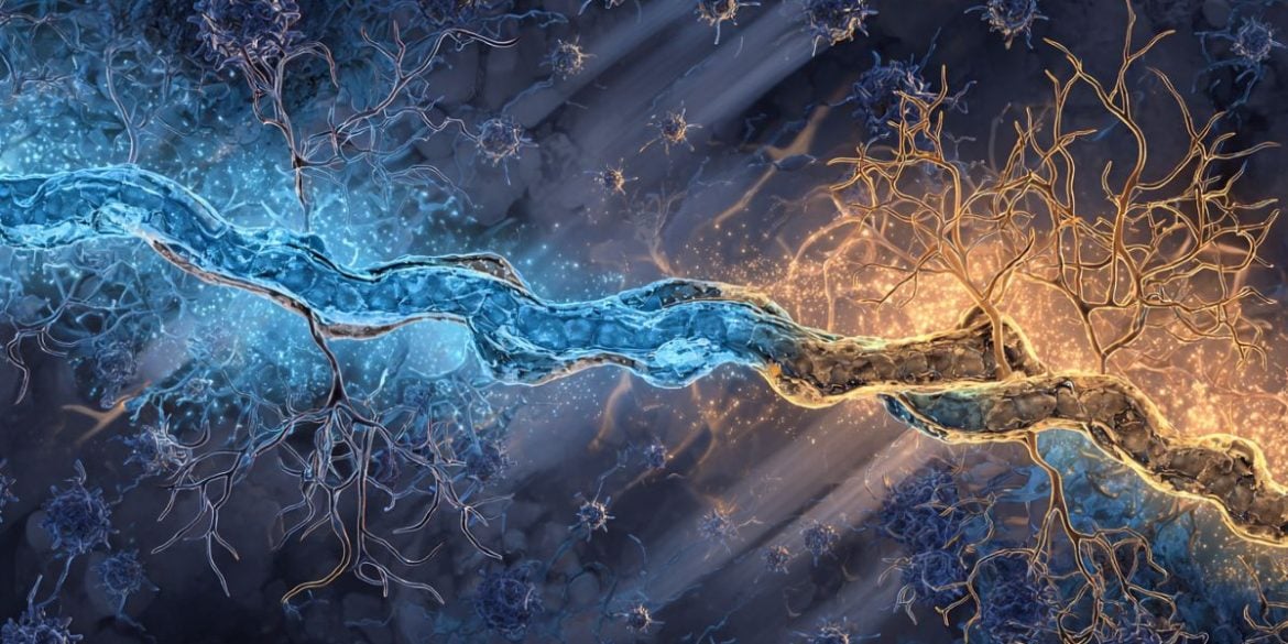 This shows a neuron.