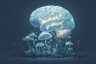 This shows a brain and mushrooms.