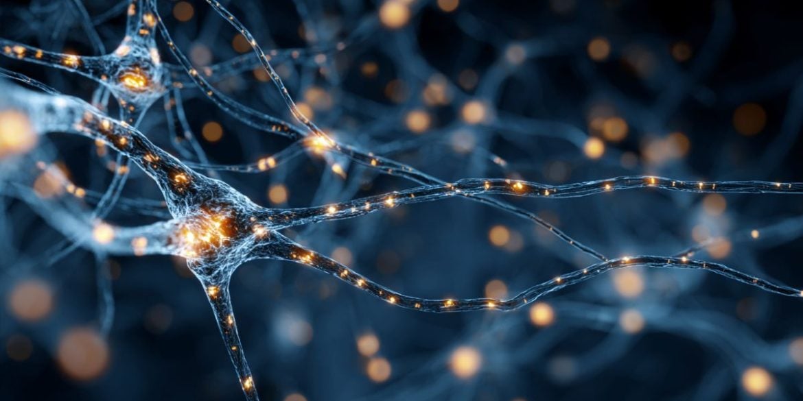 This shows neurons.