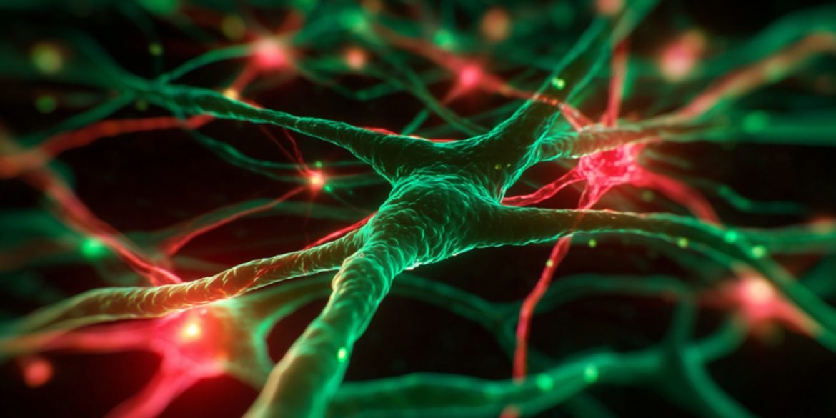 This shows neurons.