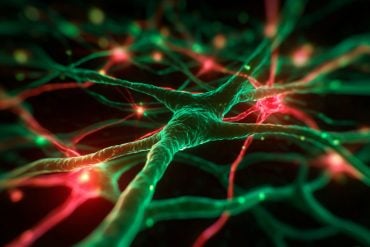This shows neurons.