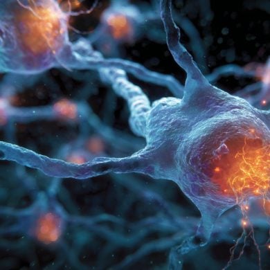 This shows neurons.