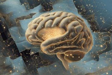 This shows a brain.