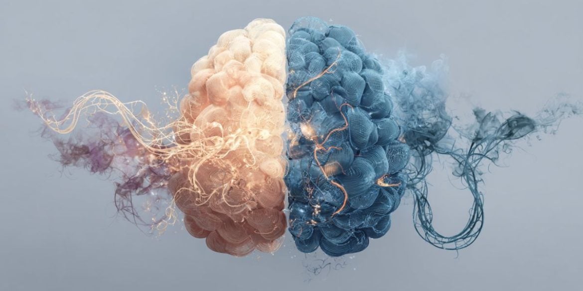 This shows a brain.