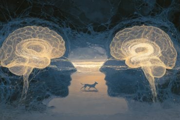 This shows two brains.