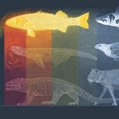 This shows the outline of a person and vertebrates.